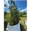 Image 1 : (so much each x 4) 4- Spruce trees, 5-7 ft