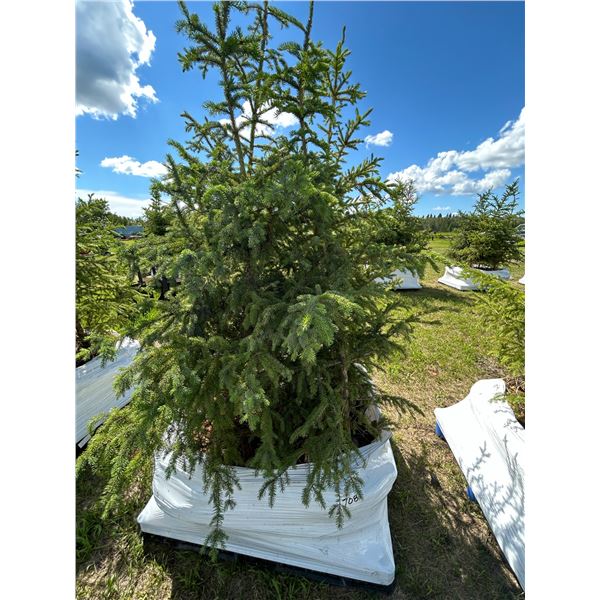 (so much each x 4) 4- Spruce trees, 5-7 ft