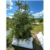 Image 1 : (so much each x 4) 4- Spruce trees, 5-7 ft