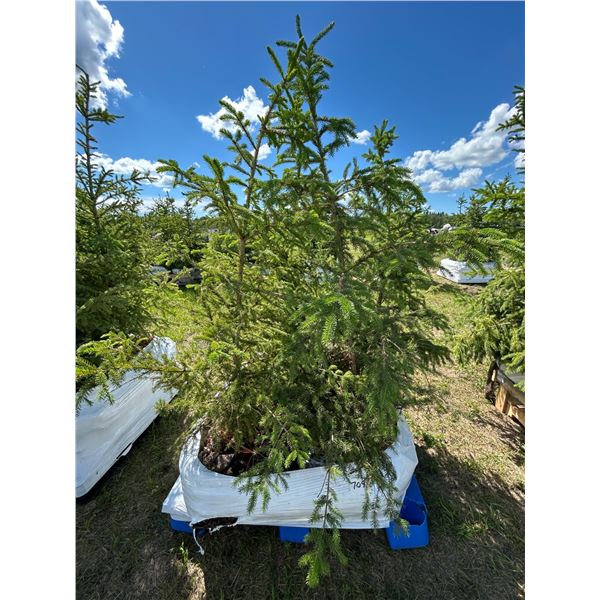 (so much each x 4) 4- Spruce trees,5-7 ft