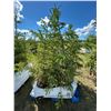 Image 1 : (so much each x 4) 4- Spruce trees,5-7 ft