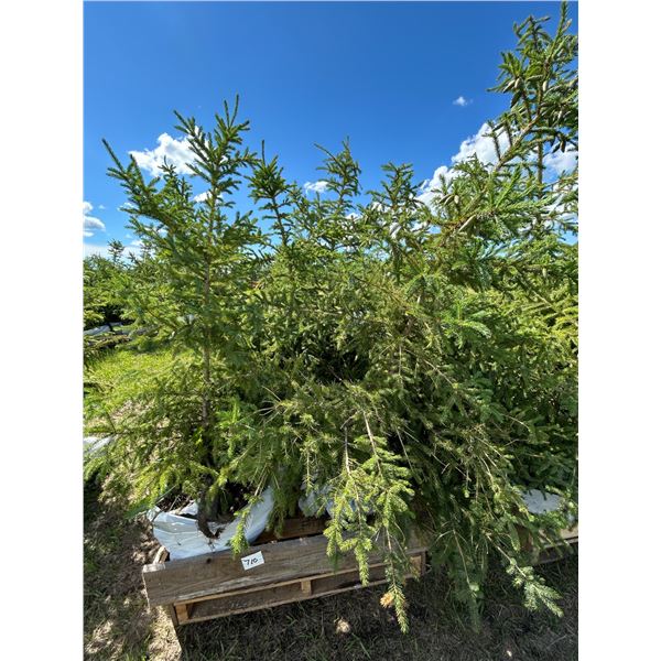 (so much each x 5) 5- Spruce trees, 5-7 ft