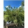 Image 1 : (so much each x 5) 5- Spruce trees, 5-7 ft