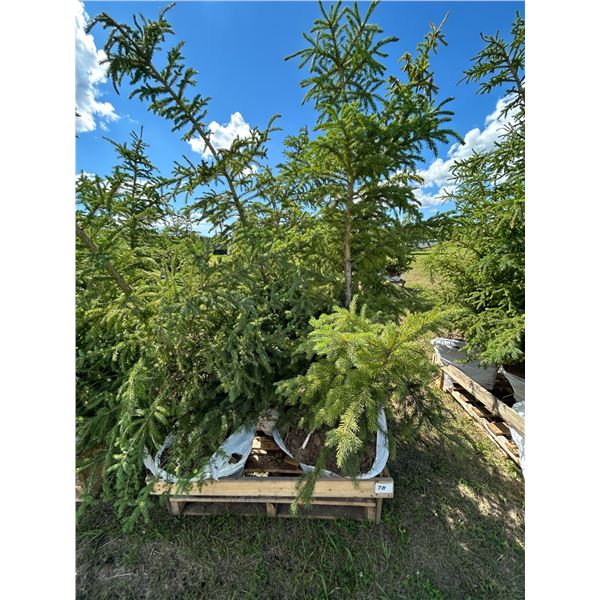 (so much each x 5) 5- Spruce trees, 5-7 ft