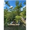 Image 1 : (so much each x 5) 5- Spruce trees, 5-7 ft