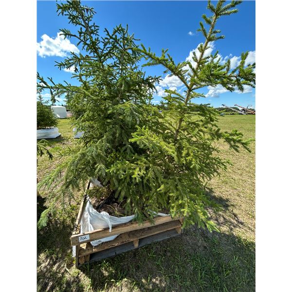 (so much each x 5) 5- Spruce trees, 5-7 ft