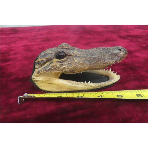 Allegator Head - Very Interesting Piece