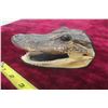 Image 4 : Allegator Head - Very Interesting Piece