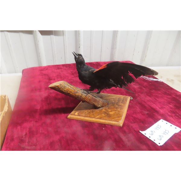 Taxidermy Wall Mount of a Red-Winged Male Blackbird