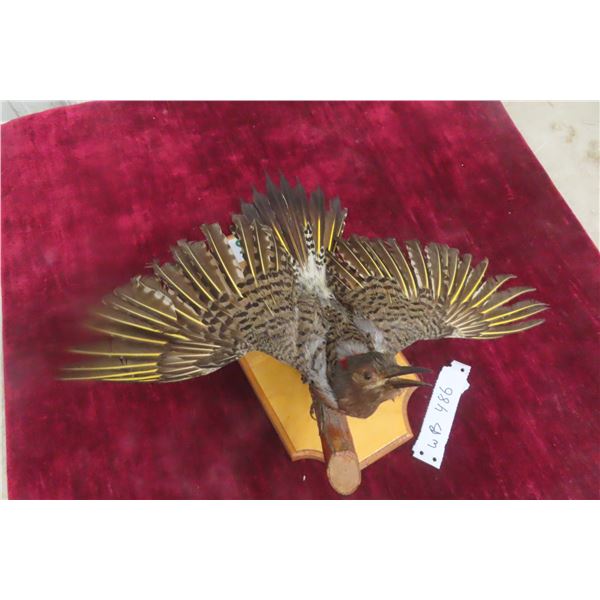 Taxidermy Wall Mount of a Northern Flicker North American Woodpecker