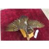 Image 1 : Taxidermy Wall Mount of a Northern Flicker North American Woodpecker