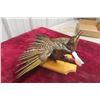 Image 2 : Taxidermy Wall Mount of a Northern Flicker North American Woodpecker