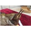Image 3 : Taxidermy Wall Mount of a Northern Flicker North American Woodpecker