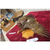 Image 4 : Taxidermy Wall Mount of a Northern Flicker North American Woodpecker
