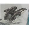 Image 8 : Framed Squirrel Print and Framed Orca Needlepoint – Largest 11" × 21"