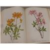 Image 10 : "Wild Flowers of America" 1953 – 400 Color Plates by Mary Vaux Walcott and Dorothy Platt