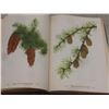 Image 4 : "Wild Flowers of America" 1953 – 400 Color Plates by Mary Vaux Walcott and Dorothy Platt