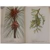 Image 5 : "Wild Flowers of America" 1953 – 400 Color Plates by Mary Vaux Walcott and Dorothy Platt