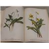 Image 6 : "Wild Flowers of America" 1953 – 400 Color Plates by Mary Vaux Walcott and Dorothy Platt