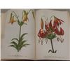 Image 7 : "Wild Flowers of America" 1953 – 400 Color Plates by Mary Vaux Walcott and Dorothy Platt