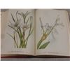 Image 8 : "Wild Flowers of America" 1953 – 400 Color Plates by Mary Vaux Walcott and Dorothy Platt