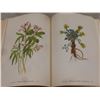 Image 9 : "Wild Flowers of America" 1953 – 400 Color Plates by Mary Vaux Walcott and Dorothy Platt