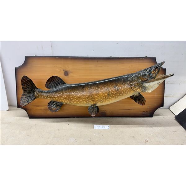 Northern Pike Mounted on Wood Plaque by North American Taxidermists Ltd Winnipeg Canada, 38" Long
