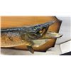Image 2 : Northern Pike Mounted on Wood Plaque by North American Taxidermists Ltd Winnipeg Canada, 38" Long