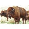 Image 5 : Historic Thunderstik Lodge- Couples Retreat- South Dakota