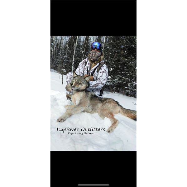 5 Day Timber Wolf Hunt- Ontario