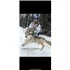 Image 1 : 5 Day Timber Wolf Hunt- Ontario