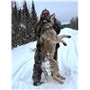 Image 2 : 5 Day Timber Wolf Hunt- Ontario