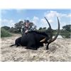 Image 1 : 5 Day Trophy Sable Bull Hunt- South Africa
