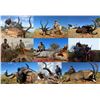 Image 4 : 5 Day Trophy Sable Bull Hunt- South Africa