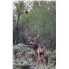 Image 2 : 6 Day Mule Deer Hunt- Mexico