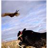 Image 2 : Pheasant Hunting for 4- South Dakota