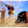 Image 3 : Pheasant Hunting for 4- South Dakota