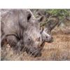 Image 4 : 7 Day Plains Game Hunt for 2- Limpopo