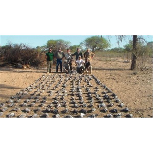 Unlimited Dove Shooting for 6-  Argentina