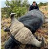 Image 1 : 7 Day Cape Buffalo Hunt - South Africa