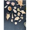 Image 2 : Seashells & Decorative Vases