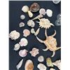 Image 3 : Seashells & Decorative Vases
