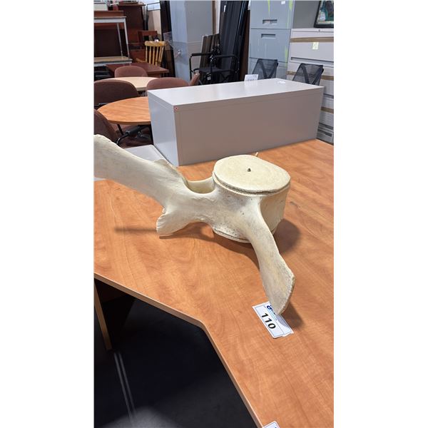 REPLICA WHALE VERTABRAE