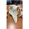Image 2 : CETACEAN REPLICA SKULL, BONES AND DECOR