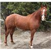 Image 1 : “NikR” 2 year old