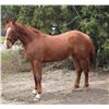 Image 2 : “NikR” 2 year old