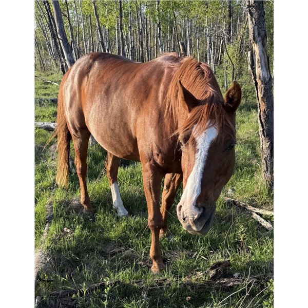 15 year old gelding