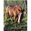Image 1 : 15 year old gelding
