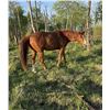 Image 2 : 15 year old gelding