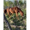 Image 3 : 15 year old gelding